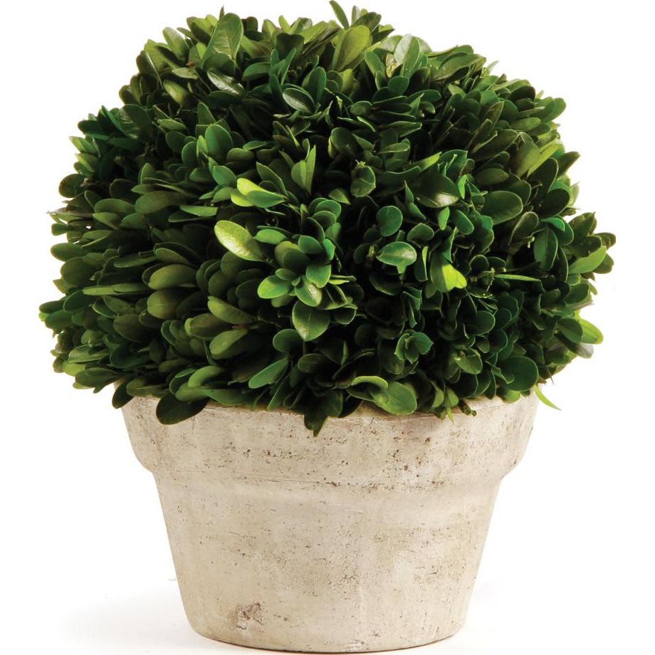 Boxwood Ball In Pot Medium Napa Home & Garden