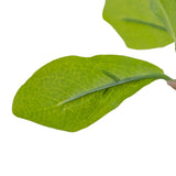 Dense foliage and high-quality construction shape the branches and leaves of this faux aralia tree, for a realistic look that's designed for easy living. Ships in a black plastic liner pot. For indoor use only Amethyst Home provides interior design, new home construction design consulting, vintage area rugs, and lighting in the Kansas City metro area.