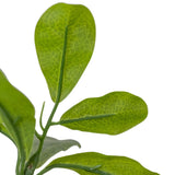 Dense foliage and high-quality construction shape the branches and leaves of this faux aralia tree, for a realistic look that's designed for easy living. Ships in a black plastic liner pot. For indoor use only Amethyst Home provides interior design, new home construction design consulting, vintage area rugs, and lighting in the Seattle metro area.