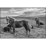 Featuring Icelandic Horses I Art by Leftbank Art at Amethyst Home. Finish : MatteFrame : Adobe BlackImage Size : 60.00 in x 40.00 inOverall Size : 61.25 in x 41.25 inSubstrate : CanvasArtist : Richard Silver Framed as shown. Amethyst Home provides interior design, new construction, custom furniture, and area rugs in the Alpharetta metro area