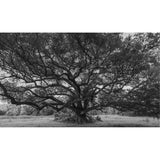 Featuring Oak at Windsor Ruins Art by Leftbank Art at Amethyst Home. Discover the stunning beauty of Oak at Windsor Ruins art. Perfect for any art lover, this piece showcases the grandeur of the historic ruins and will be a timeless addition to your collection. Made with exceptional quality, it is a must-have for any home or office decor.
Finish : MatteFrame : Poly Tall Floater - Ivo. Amethyst Home provides interior design, new construction, custom furniture, and area rugs in the Austin metro area