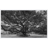 Featuring Oak at Windsor Ruins Art by Leftbank Art at Amethyst Home. Discover the stunning beauty of Oak at Windsor Ruins art. Perfect for any art lover, this piece showcases the grandeur of the historic ruins and will be a timeless addition to your collection. Made with exceptional quality, it is a must-have for any home or office decor.
Finish : MatteFrame : Poly Tall Floater . Amethyst Home provides interior design, new construction, custom furniture, and area rugs in the Kansas City metro area