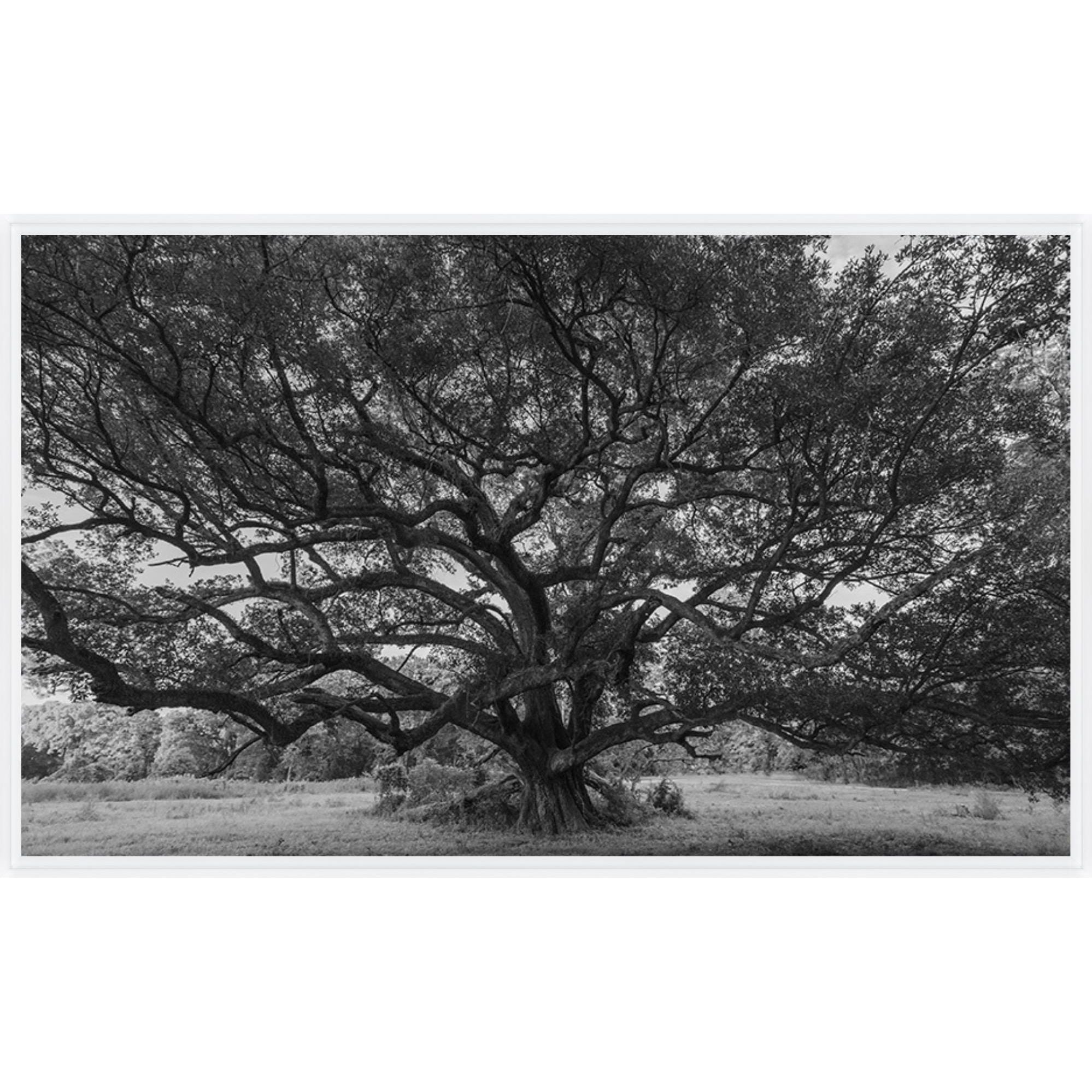 Featuring Oak at Windsor Ruins Art by Leftbank Art at Amethyst Home. Discover the stunning beauty of Oak at Windsor Ruins art. Perfect for any art lover, this piece showcases the grandeur of the historic ruins and will be a timeless addition to your collection. Made with exceptional quality, it is a must-have for any home or office decor.
Finish : MatteFrame : Poly Tall Floater . Amethyst Home provides interior design, new construction, custom furniture, and area rugs in the Kansas City metro area