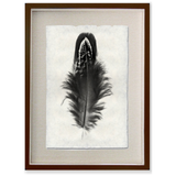 Feather Study #3