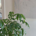 Based in Austin, Texas, abstract-expressionist painter Tyler Guinn looks to texture and organic sensibility to shape his wide variety of works, from geometric pieces and flowing landscapes to mark making and automatic writing. Handmade in Austin, Texas. Framed in a maple gallery box. Amethyst Home provides interior design, new home construction design consulting, vintage area rugs, and lighting in the Alpharetta metro area.