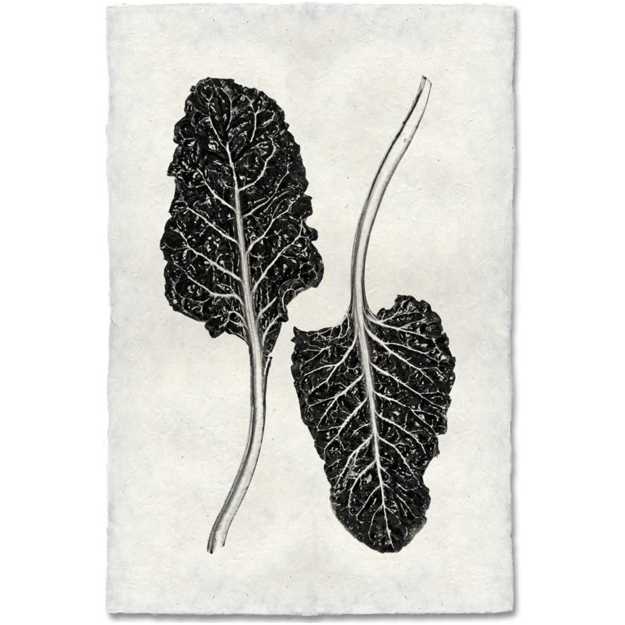 Swiss Chard - Amethyst Home