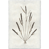 Grain Form - Amethyst Home