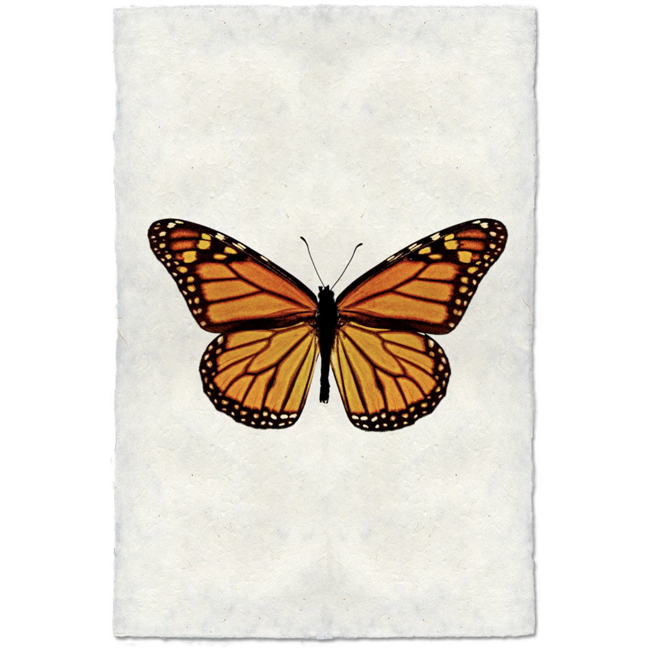 Butterfly #13 - Amethyst Home