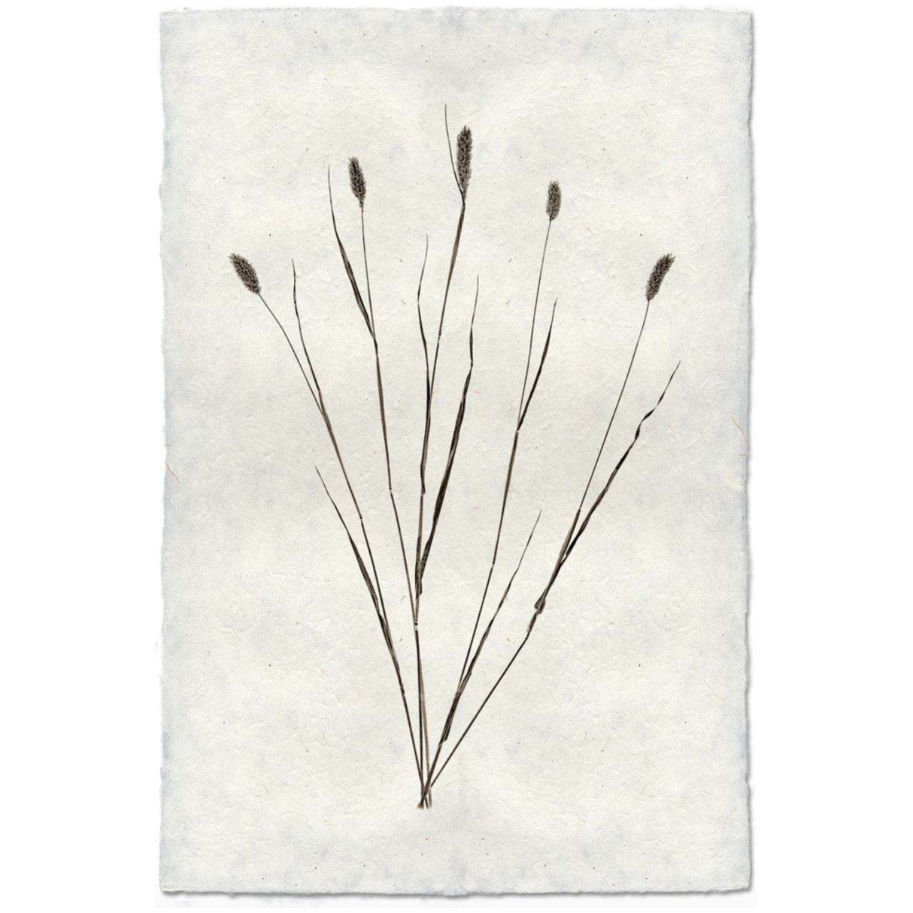 Canary Grass Form - Amethyst Home