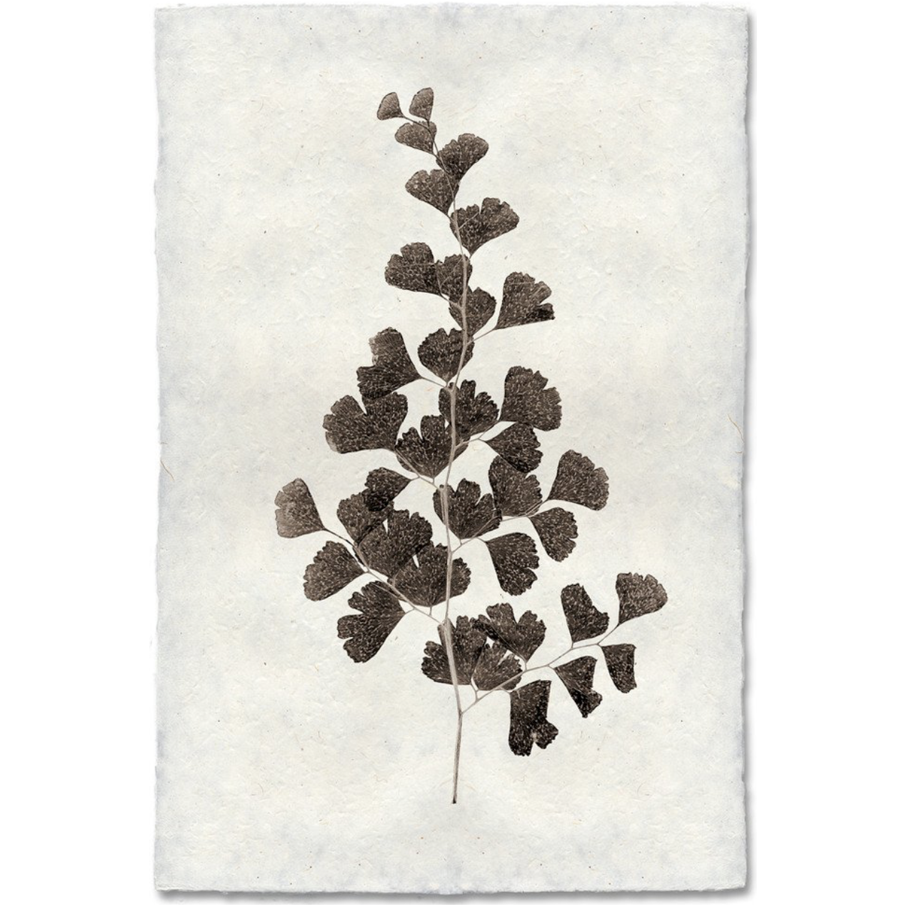 Leaf Study #1 - Amethyst Home