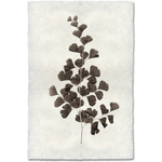 Leaf Study #1 - Amethyst Home