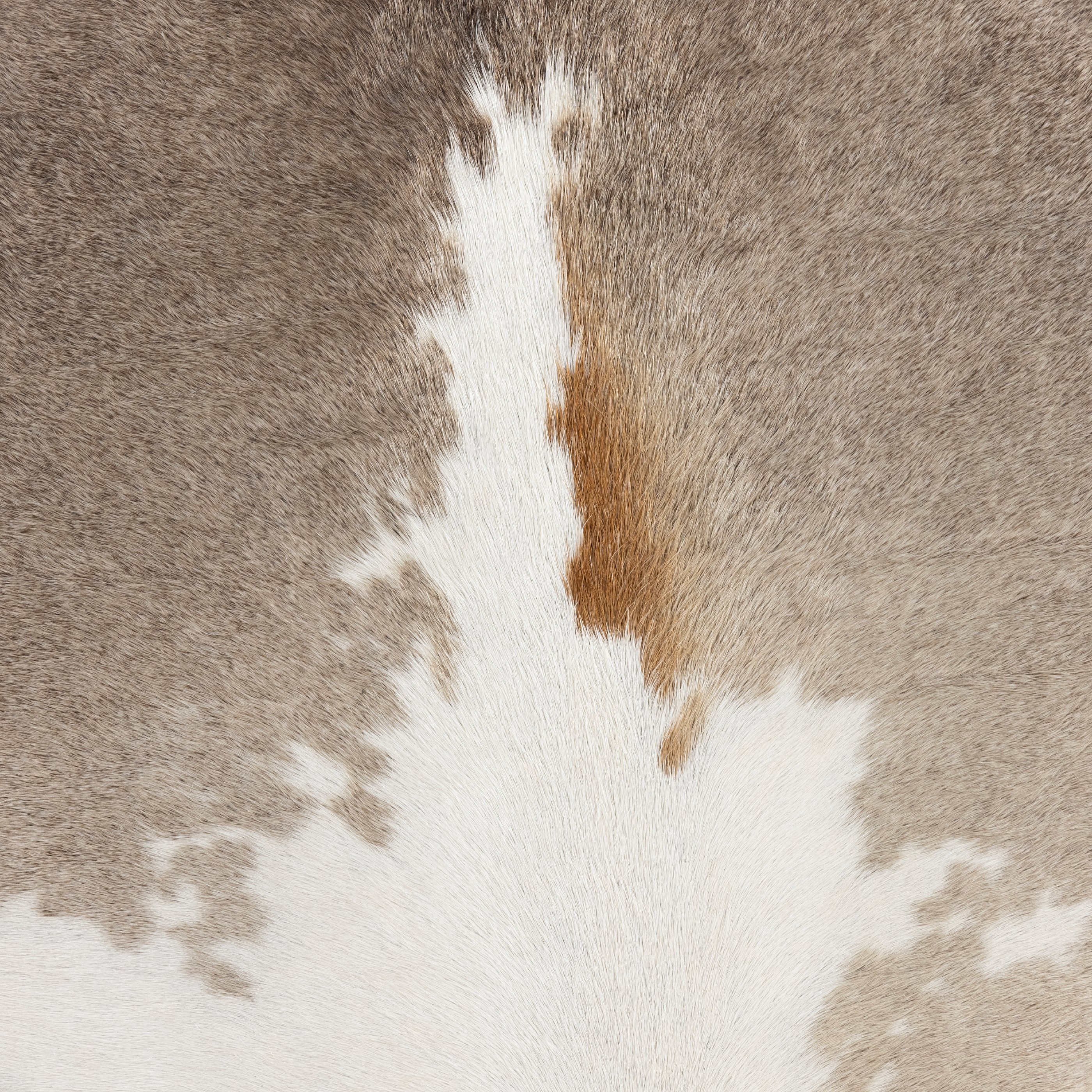 Featuring Nocona Bar + Counter Stool - Speckled Hide by Four Hands at Amethyst Home. The Nocona Speckled Hide Bar and Counter stool is modern minimalist to a T. Slim and airy, gunmetal-finished iron legs form a cradle-style frame for speckled hide seating, perfectly sized for the counter or bar. Each hide will be unique and will vary.
Bar Stool Size: 17.5"W x 1. Amethyst Home provides interior design, new construction, custom furniture, and rugs for the Winter Park and Orlando, Florida metro area.