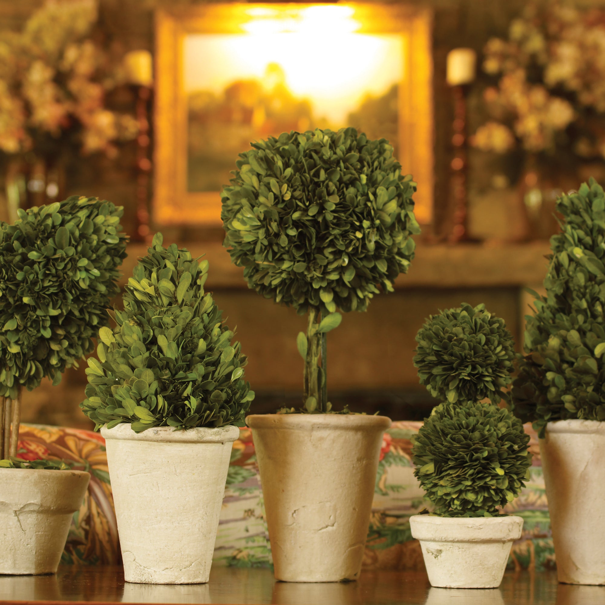 This charming set of 8 mini's are real English boxwoods, preserved and painstakingly assembled by our masterful artists. Artfully arranged and preserved to perfection. A sweet little set for home office or scattered around a bookshelf to add some whimsy. Amethyst Home provides interior design, new construction, custom furniture, and area rugs in the Charlotte metro area.