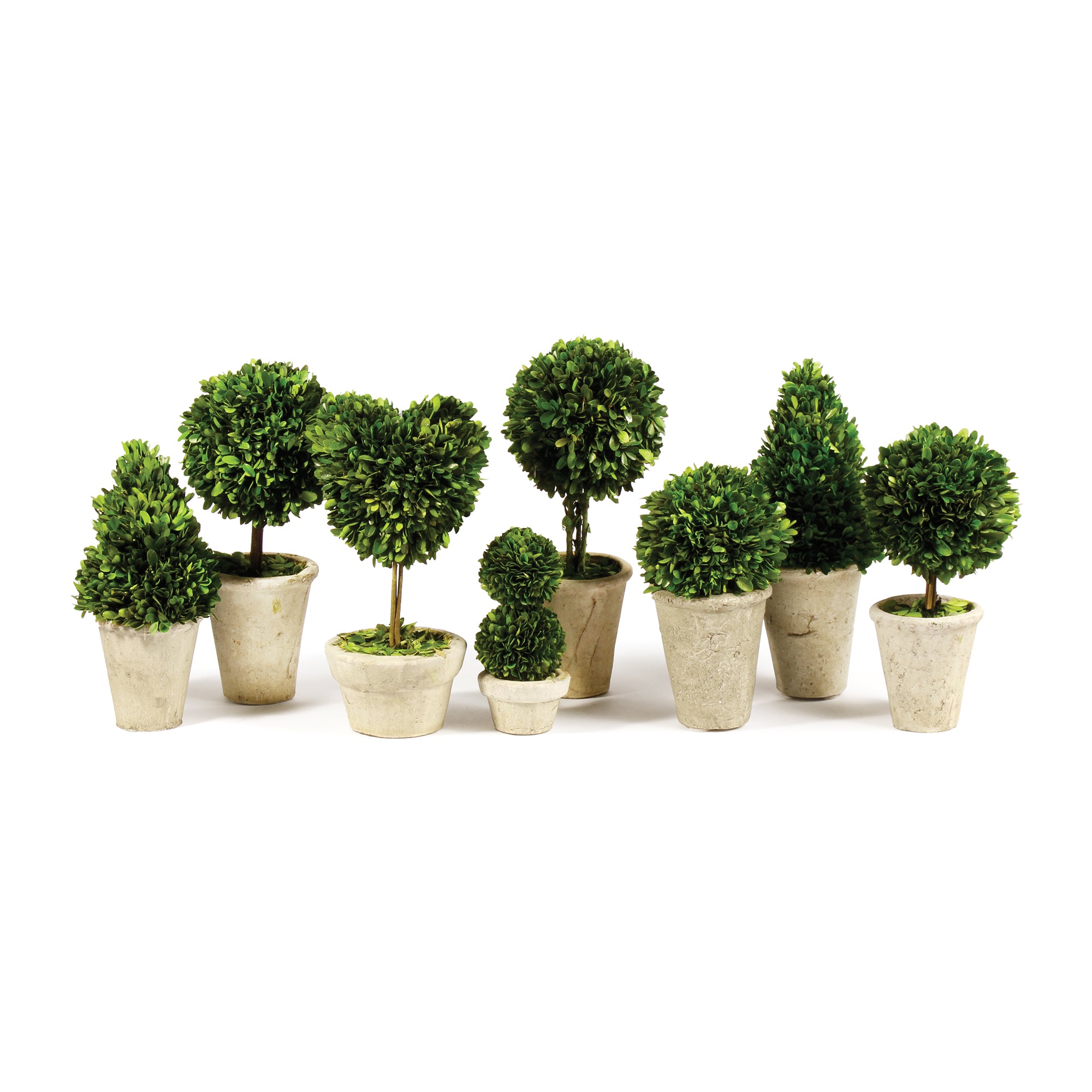 This charming set of 8 mini's are real English boxwoods, preserved and painstakingly assembled by our masterful artists. Artfully arranged and preserved to perfection. A sweet little set for home office or scattered around a bookshelf to add some whimsy. Amethyst Home provides interior design, new construction, custom furniture, and area rugs in the Park City metro area.