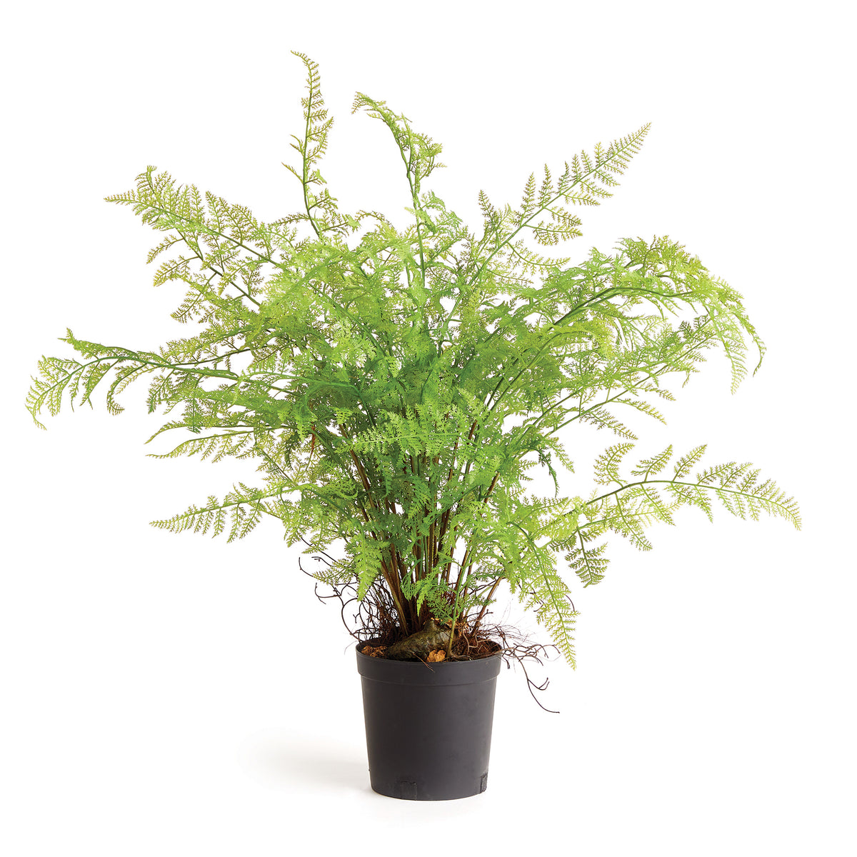 Soft Fern Drop-In 36" | ready to ship!