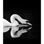 Featuring Gliding Swan Black Framed Art by Wendover Art at Amethyst Home. Gliding quietly along the river, this framed view of the swan is captured beautifully in this Gliding Swan Art.
56"w x 43"h
Medium: Matte PaperTreatment: Straight Fit (No Mats)Size: 56"w x 43"h
Framed in Black with Glass Framed as shown.  Amethyst Home provides interior design, new home construction design consulting, vintage area rugs, and lighting in the Nashville metro area.