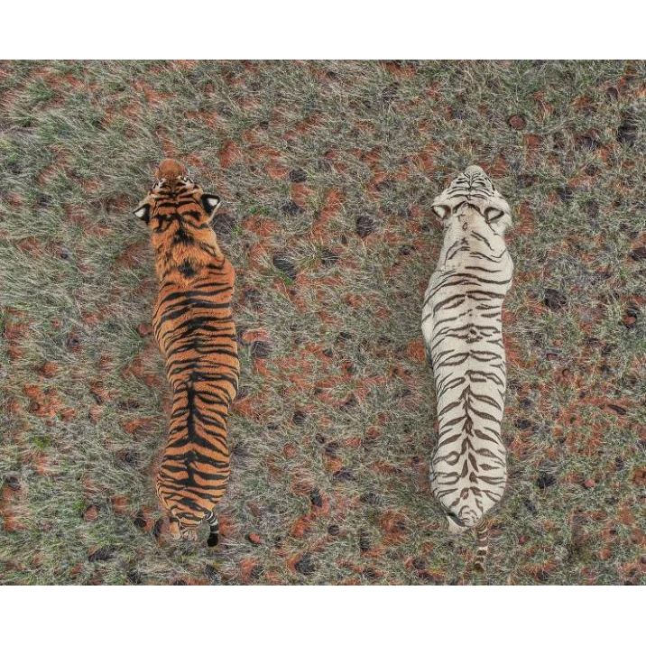 Featuring Safari Stroll Art by Wendover Art at Amethyst Home. Specialty:  Giclee on Raw Canvas, Gallery WrappedMedium : Raw CanvasSize : 41"w x 45"hTreatment : Gallery Wrapped Framed as shown. Amethyst Home provides interior design, new home construction design consulting, vintage area rugs, and lighting in the Boston metro area.