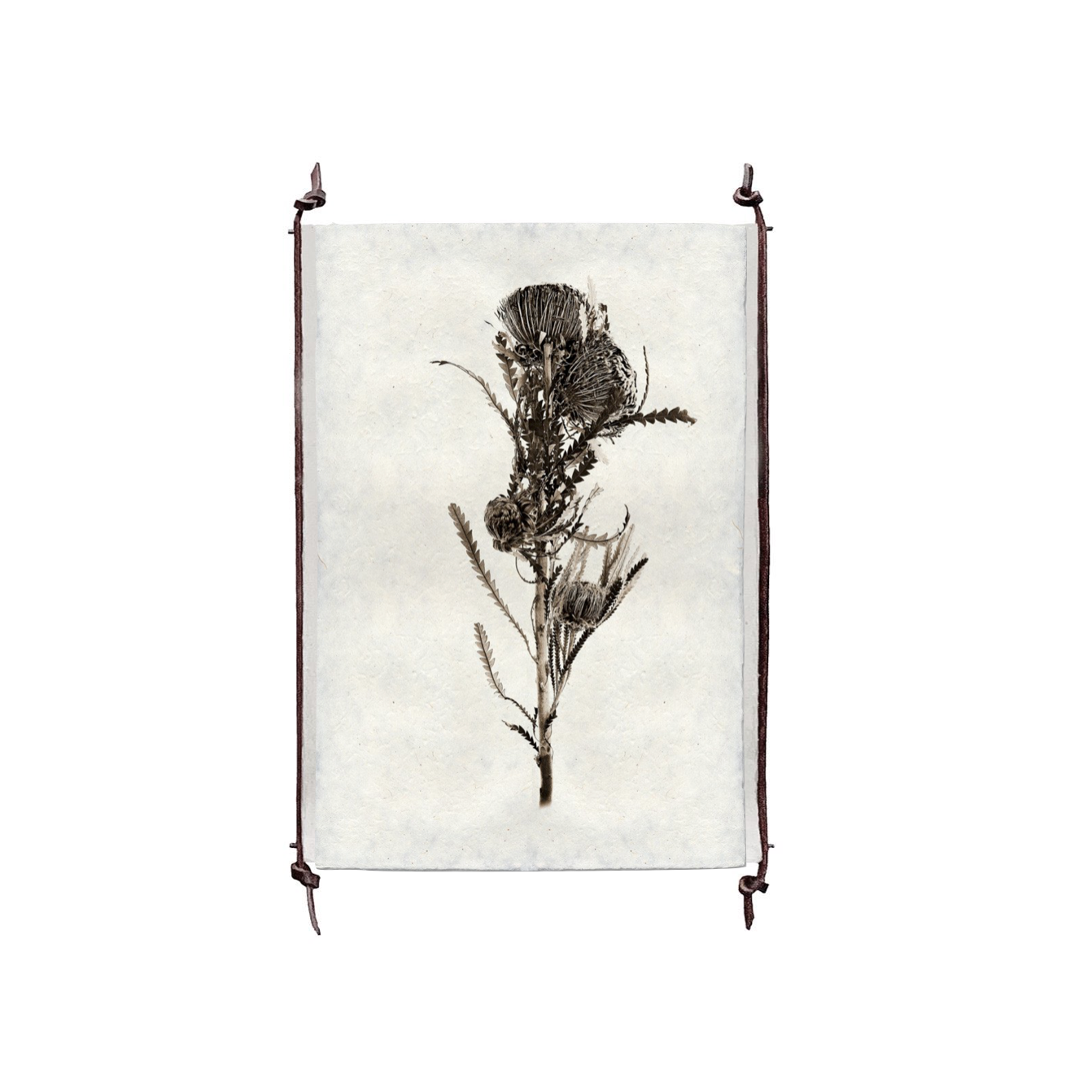 This Banksia is made from raw edge handmade paper from Nepal. Hang in your kitchen, living room, or bedroom to bring the space some organic, raw character!  Fine art prints  Pencil signature