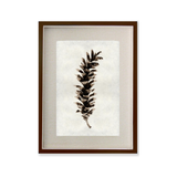 Eastern White Pine