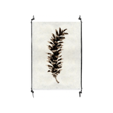 Eastern White Pine
