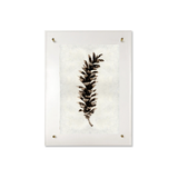 Eastern White Pine