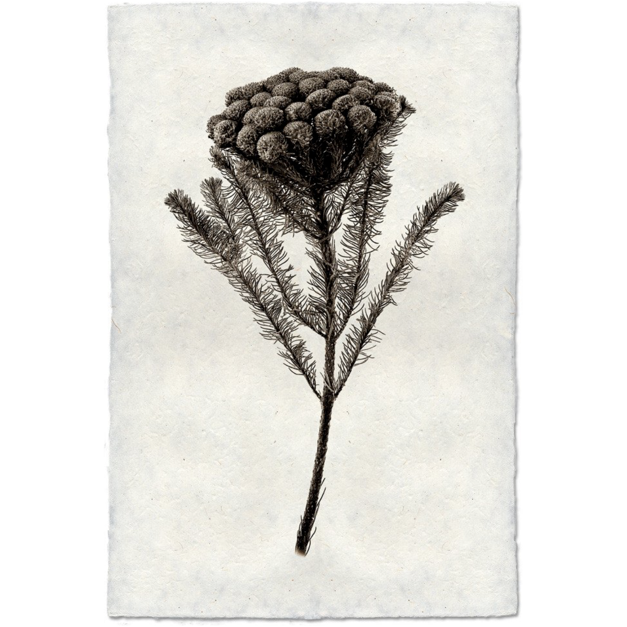 Brunia - Amethyst Home