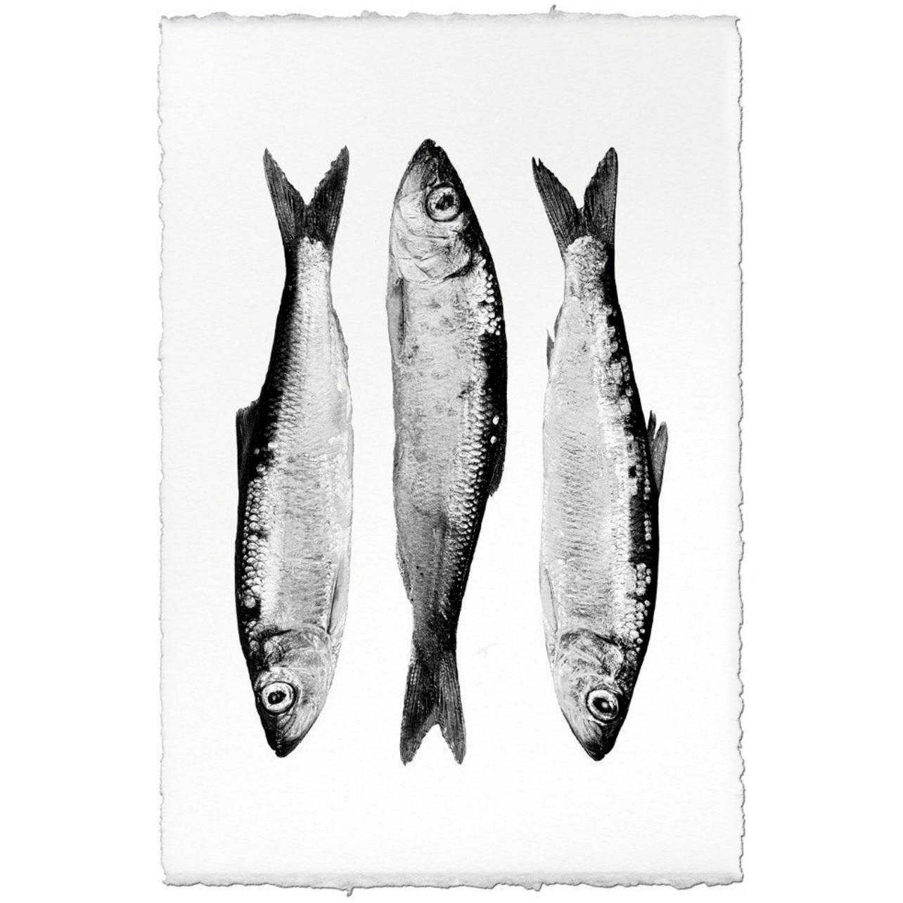 Three Herring - Amethyst Home