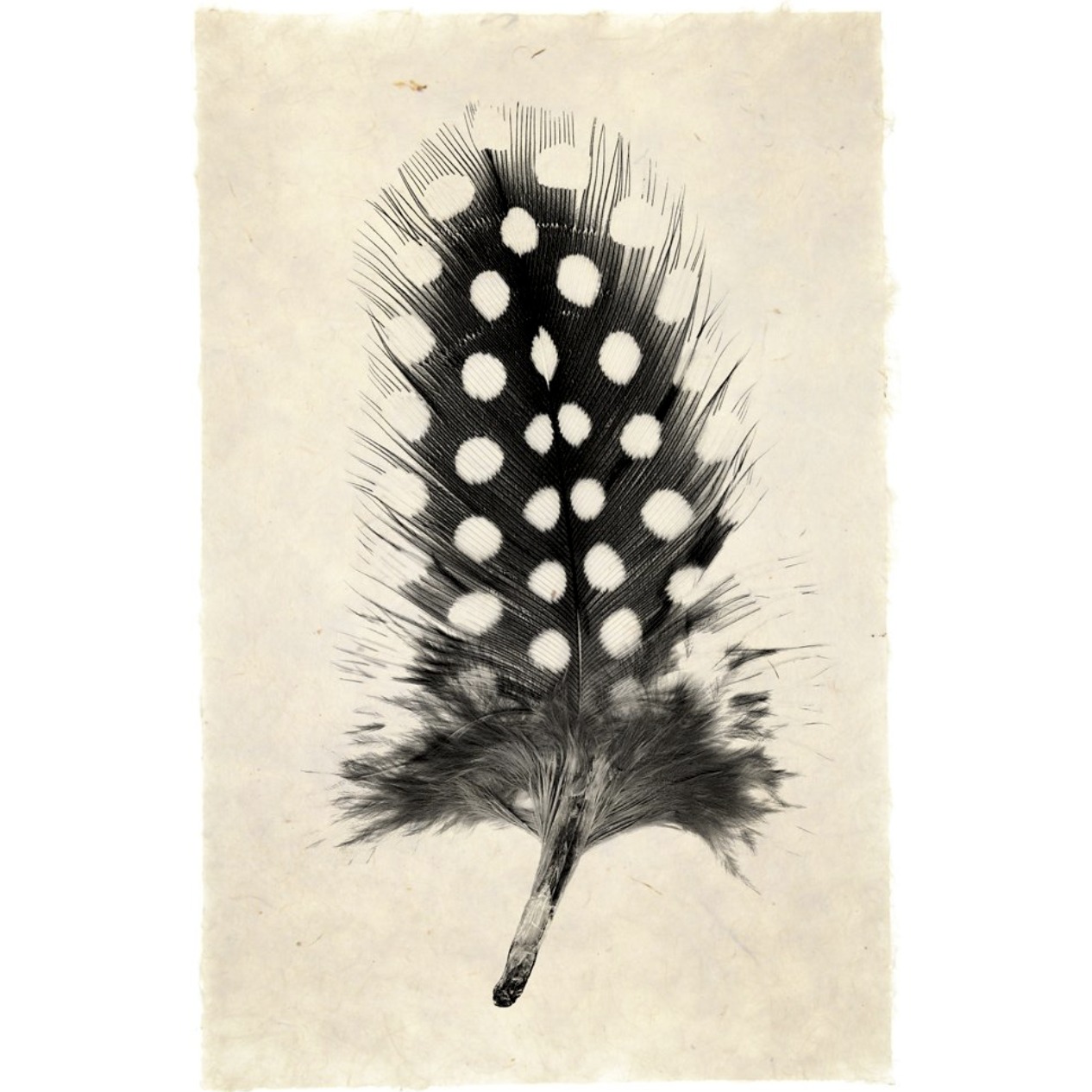 Feather Study #1 - Amethyst Home