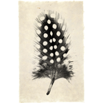 Feather Study #1 - Amethyst Home