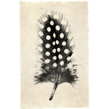 Feather Study #1 - Amethyst Home