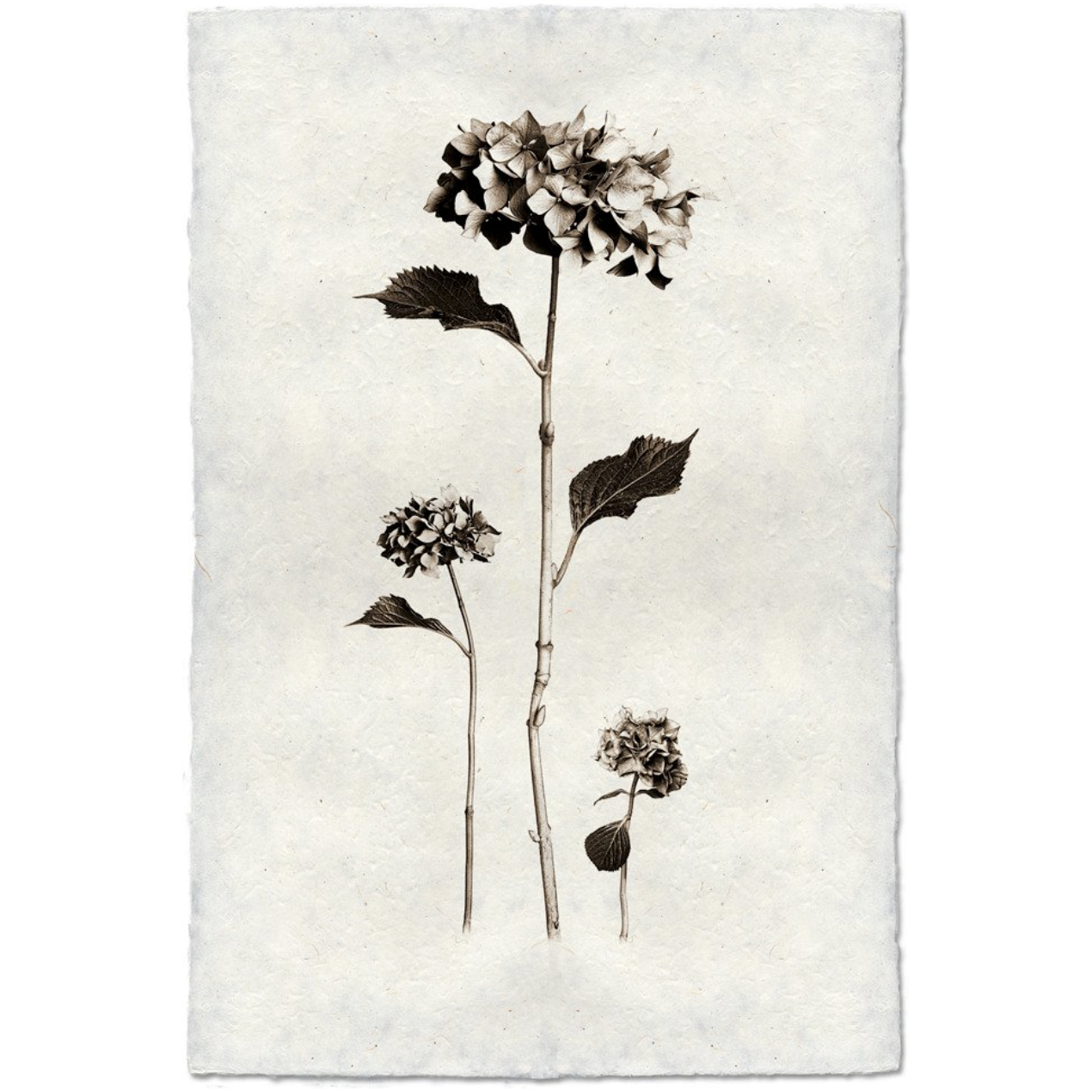 Hydrangea - Amethyst Home