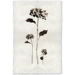 Hydrangea - Amethyst Home