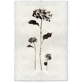 Hydrangea - Amethyst Home