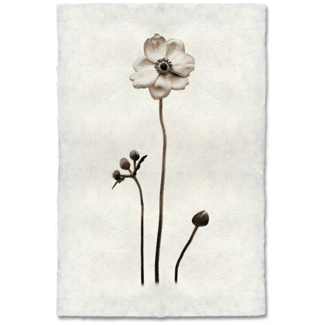 Anemone - Amethyst Home