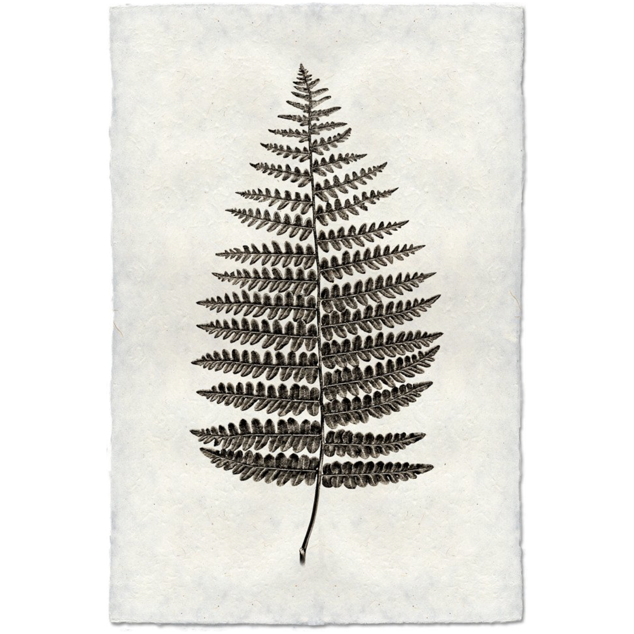 Fern #1 - Amethyst Home