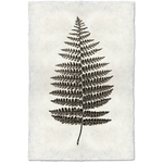 Fern #1 - Amethyst Home