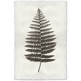 Fern #1 - Amethyst Home