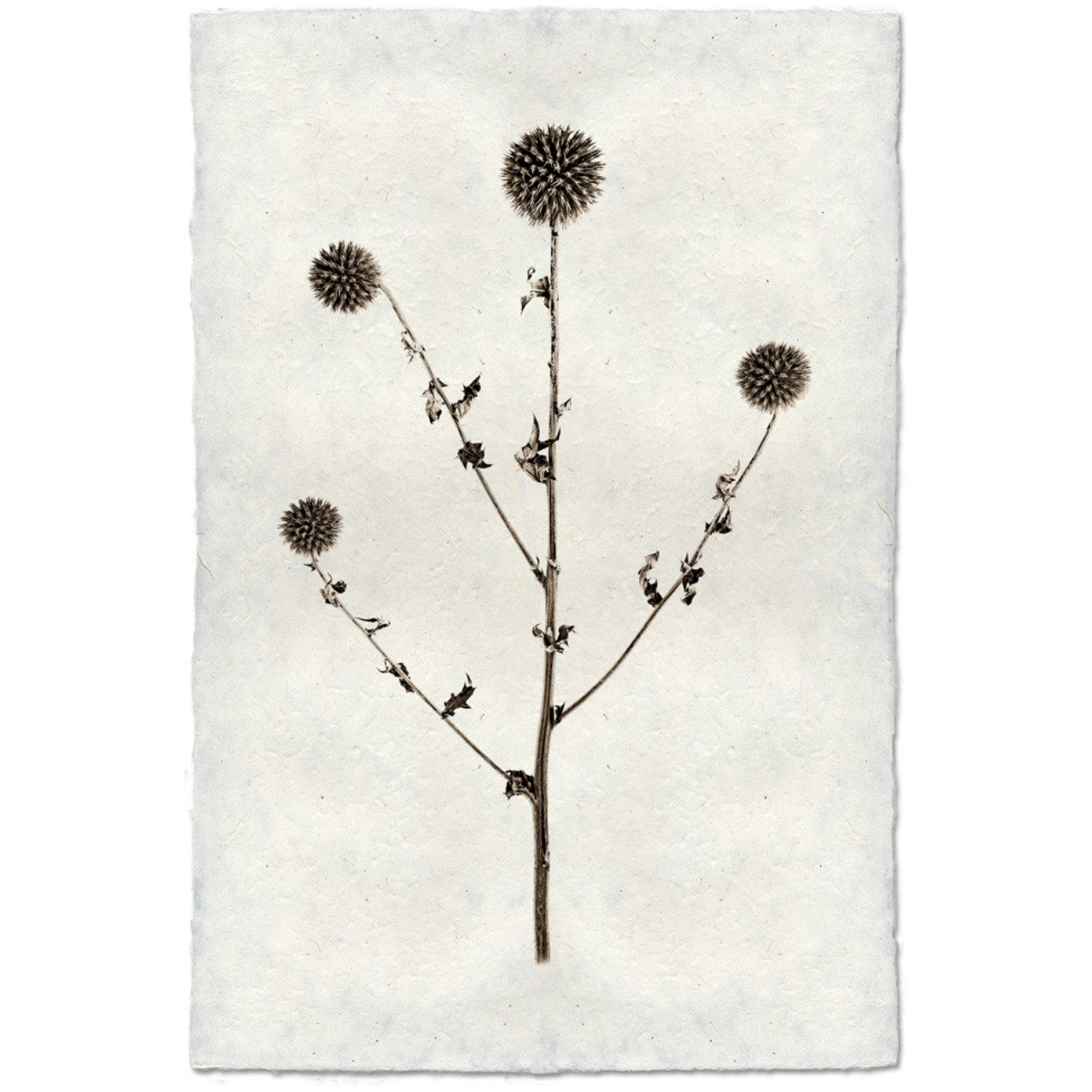 Globe Thistle - Amethyst Home