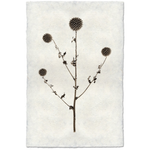 Globe Thistle - Amethyst Home