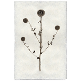 Globe Thistle - Amethyst Home