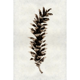 Eastern White Pine - Amethyst Home