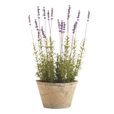 French Lavender Potted 21" | ready to ship!