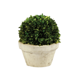 Boxwood Ball In Pot Large | ready to ship!