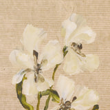 Blooms II Triptych by Brittney Schulz