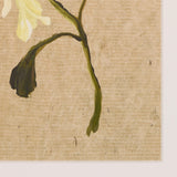 Blooms I Triptych by Brittney Schulz