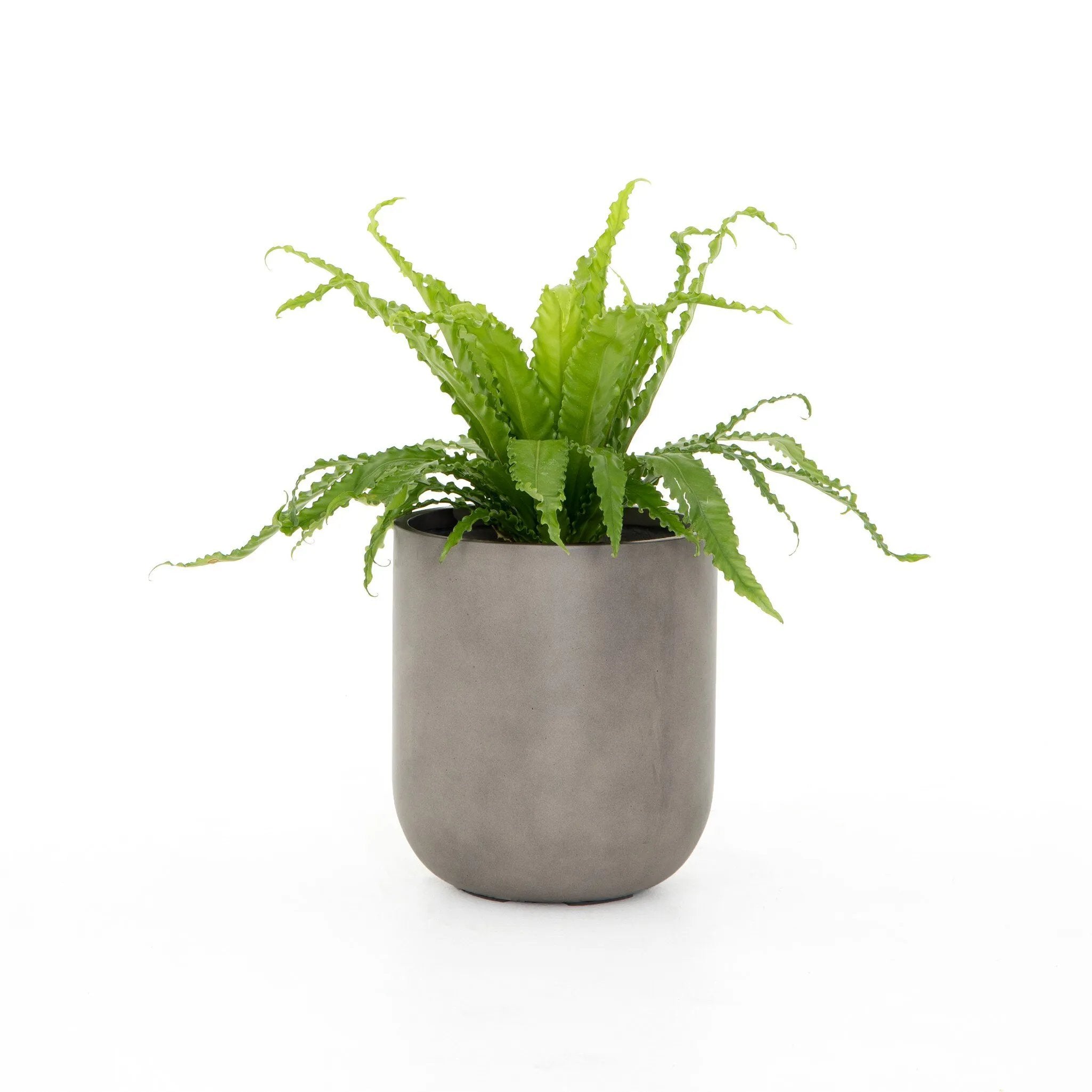 Grey-finished concrete and round shaping make for a naturally sleek planter, indoors or out. Cover or store inside during inclement weather and when not in use Amethyst Home provides interior design, new home construction design consulting, vintage area rugs, and lighting in the Des Moines metro area.