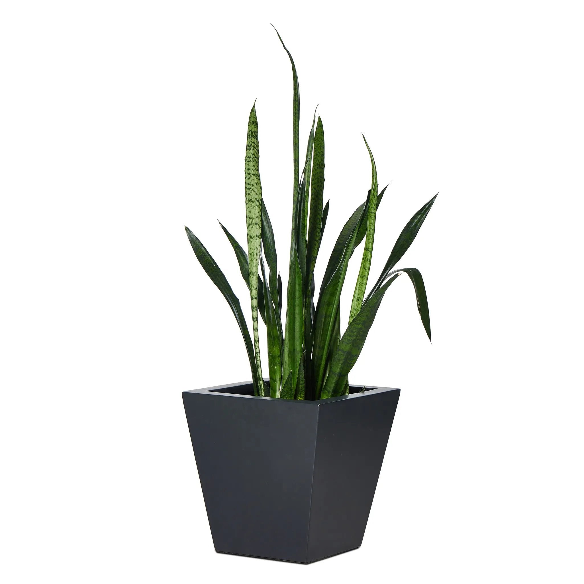 Cast black concrete forms a monolithic planter for use indoors and out. Cover or store indoors during inclement weather and when not in use Amethyst Home provides interior design, new home construction design consulting, vintage area rugs, and lighting in the Monterey metro area.