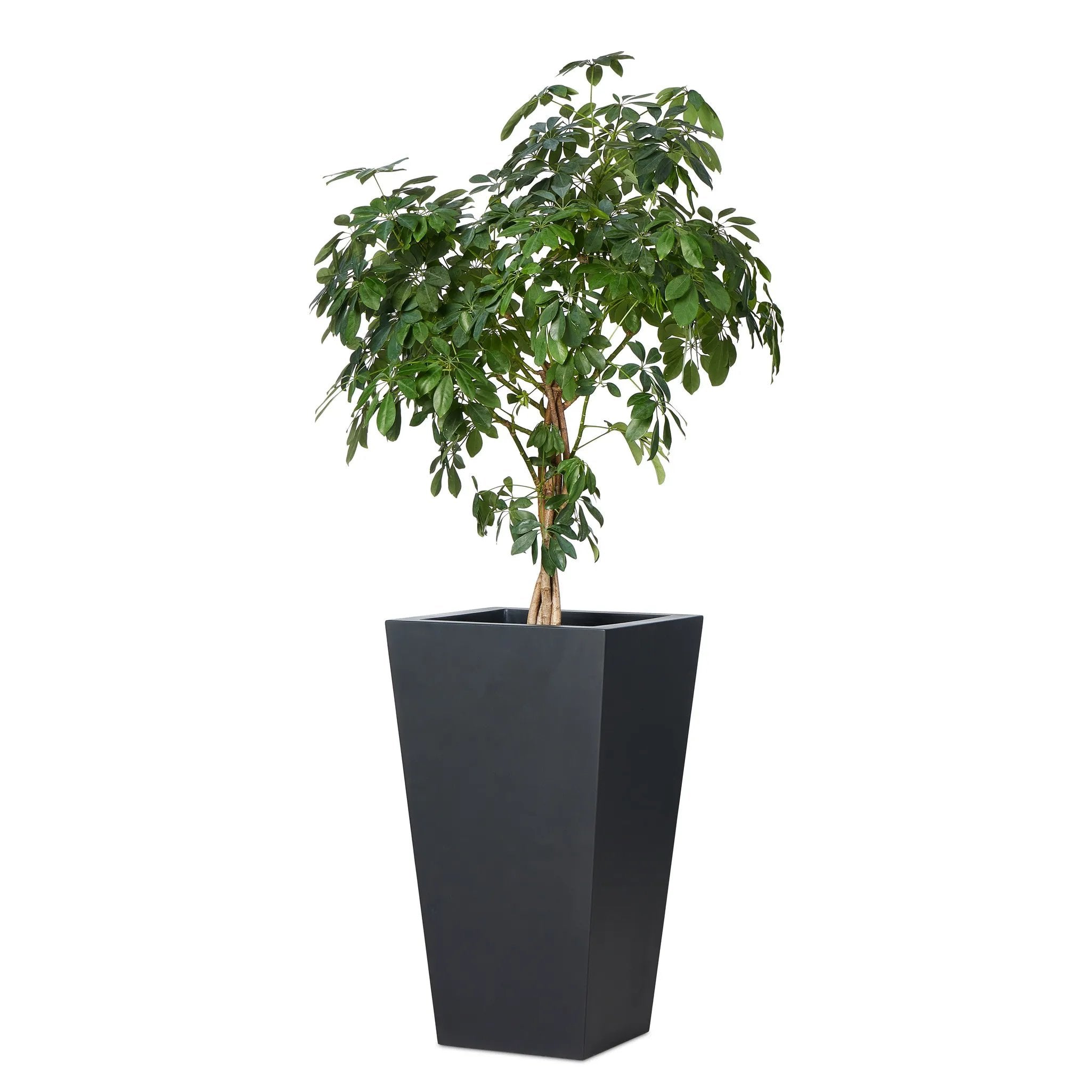 Cast black concrete forms a monolithic planter for use indoors and out. Cover or store indoors during inclement weather and when not in use Amethyst Home provides interior design, new home construction design consulting, vintage area rugs, and lighting in the Newport Beach metro area.