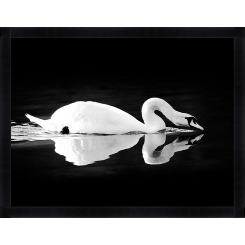 Gliding Swan Black Framed Art