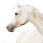 Featuring Pearl Art by Wendover Art at Amethyst Home. The Pearl (WLA1801) art piece is a chic addition to your space. This view of horse art gives a brings a sense of peace and comfort to any room. Specialty: Gallery WrappedMedium: CanvasTreatment: Gallery WrappedSize: 53.25"w x 53.25"h Framed as shown. Amethyst Home provides interior design services, furniture, rugs, and lighting in the Kansas City metro area.
